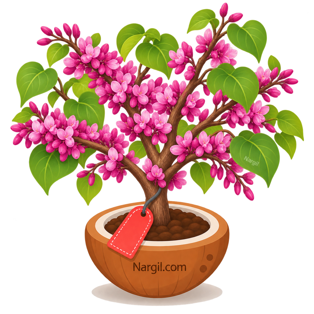 Nargil_Cercis siliquastrum